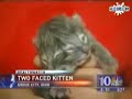 Two faced kitten Two faced kitten