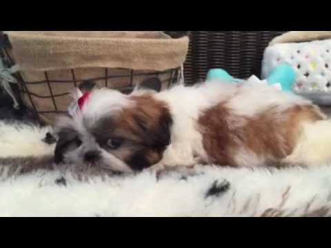 Lovely, red & white Shih Tzu female