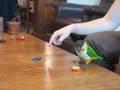 Caique Parrot Rings on a Peg