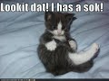 Very Funny Cats 24