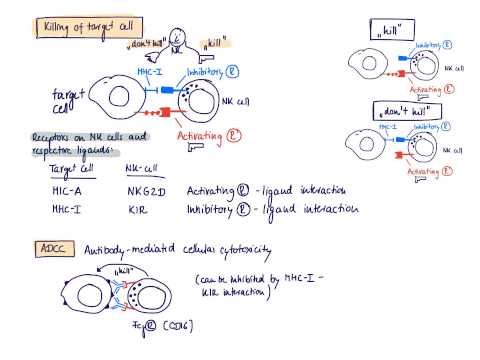 how to test for nk cells