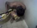 videos de Zorrillito Bichicori