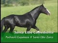 Santa Elba Comediante - Cavalo Crioulo Butiá Santa Elba Comediante - Cavalo Crioulo Butiá