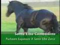 Santa Elba Comediante - Cavalo Crioulo Butiá