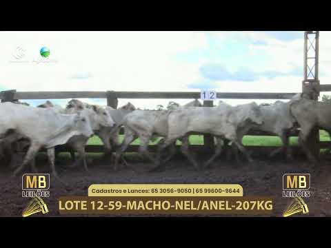 540� LEIL�O VIRTUAL MB LEIL�ES