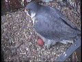 2008 Derby Peregrine Falcon (10) - Egg-laying moment