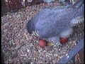 2008 Derby Peregrine Falcon (10) - Egg-laying moment