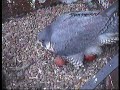 2008 Derby Peregrine Falcon (10) - Egg-laying moment
