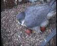2008 Derby Peregrine Falcon (10) - Egg-laying moment