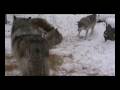 Enclosure Enrichment at the International Wolf Center