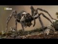 Видео - Супер паук