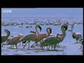Massive Nature: Fish Eagle Attacks Flamingo!