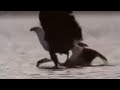 Eagle vs flamingos - BBC wildlife