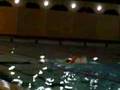 swimfan