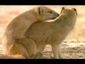 Animals Mating