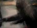videos de Crocodile Hunter I-III mit Harry !