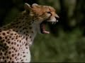 matar ou morrer   tigre e tubarão branco