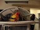 Brutus the Sun Conure Dancing to the Bee Gees