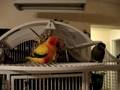 videos de Brutus the Sun Conure Dancing to the Bee Gees