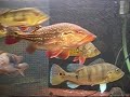 Cichla Collection