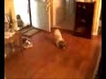Lunatic Dog 2