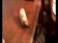 Lunatic Dog 2