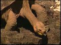 \"ONE WORLD With Olivia Newton-John:  Evolution Island\"