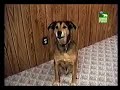 Planets Funniest Animal - Speaking Pets Planets Funniest Animal - Speaking Pets