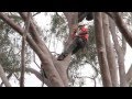 ITCC 2011 Work Climb Winner.mp4