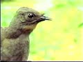 Lyre Bird