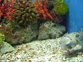 engel ocean park adventure engel ocean park adventure