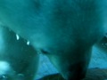 Close Up Polar Bear Encounter