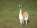 videos de Relincho de un Guanaco de Tierra de Fuego y de un mallorquín de Palma