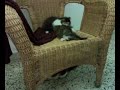 mici piccoli piccoli