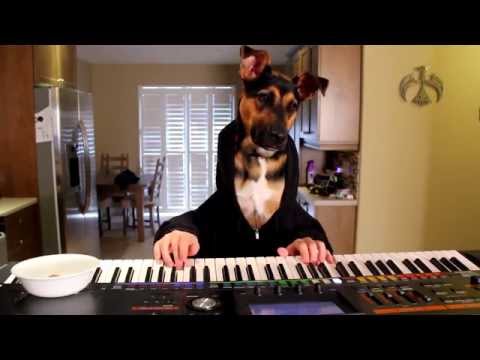 Bella a Cadela toca uma valsa ao piano