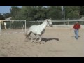 videos de Campanilla XIX