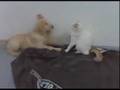 Chesney versus Nitinat