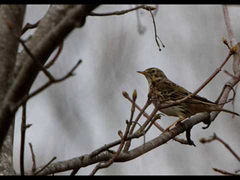 ANG PIPIT PILITA CORALES