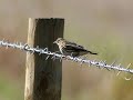 Pilita Corales - Ang Pipit Pilita Corales - Ang Pipit