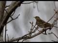 ANG PIPIT PILITA CORALES