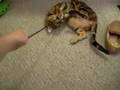 Tigger-the-bengal-playing