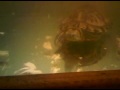 turtle thanksgiving