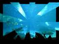 Dyann Riche' the AQUARIUM director's cut