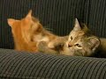 is a Cat the Perfect Pet for You?  Kissing Kittens!