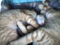 videos de dia de chuva denis