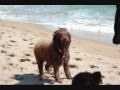 Dos pdae pasandolo bien en la playa