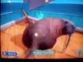 Endless ocean-Walrus on The Ship