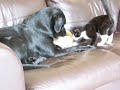 Pheebs playing with Joey