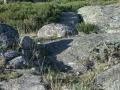 Sierra de Gredos: El Arenal y las cabras