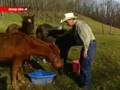 Horses Found Dead, Starving In South Huntingdon